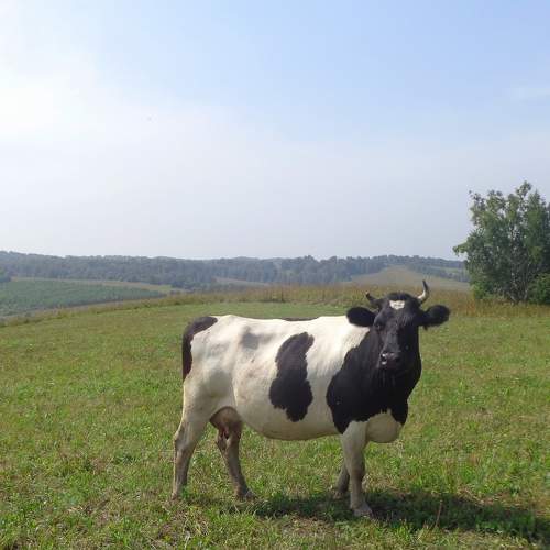 Photo #8190938