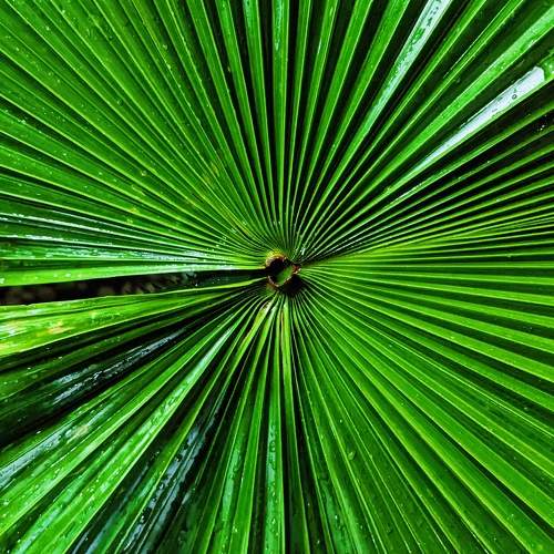Green leaf