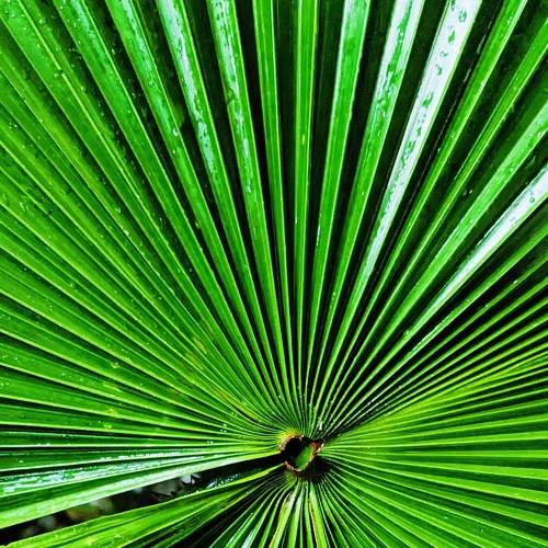 Green leaf