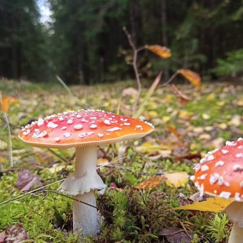 Photo #8195919