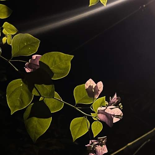The pink