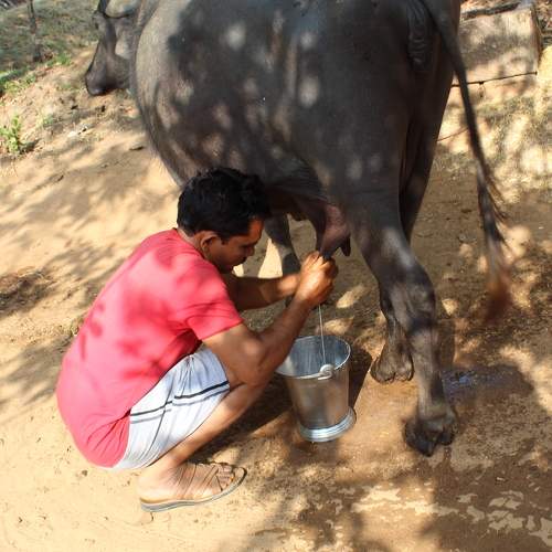 Daily Work Of Indian Villages Houses.