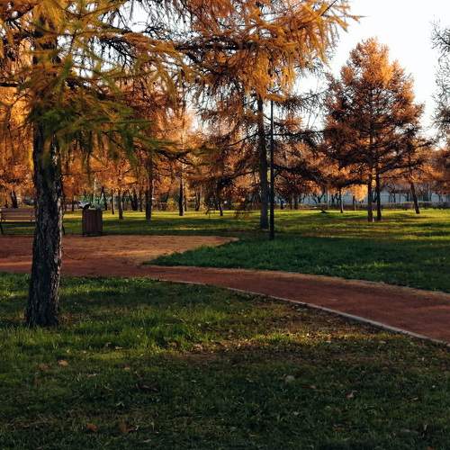 Осенние краски лиственниц