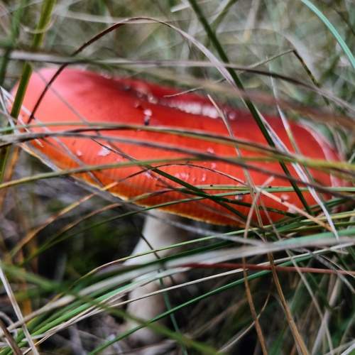 amanita;)