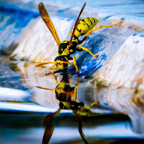 macro photography