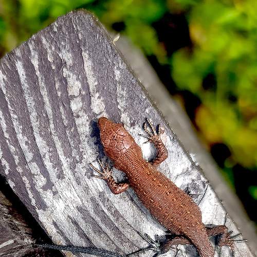 Photo #8206031