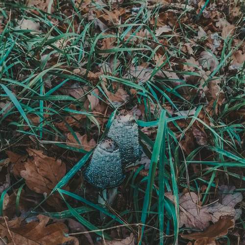 Photo #8207597