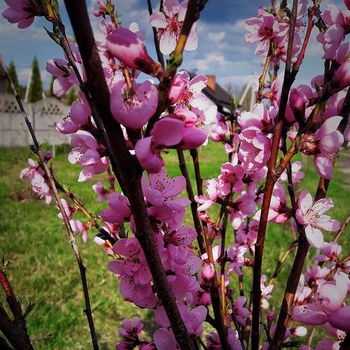 Photo #8207655