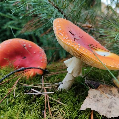Photo #8207712