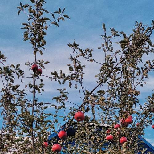Photo #8207917