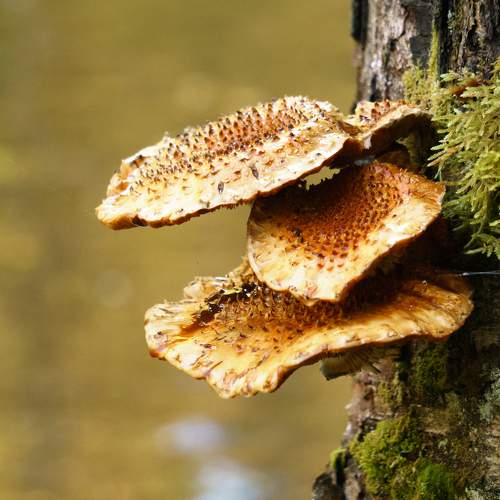 Photo #8211155