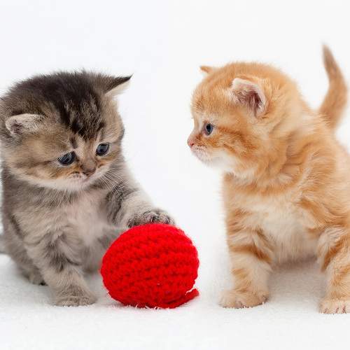 Photo #8213517