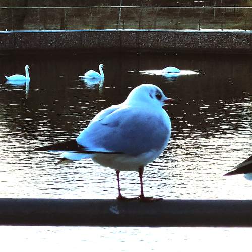 Photo #8216277