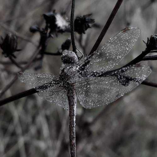 Photo #8218205