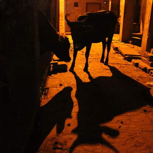 Photo #8219092