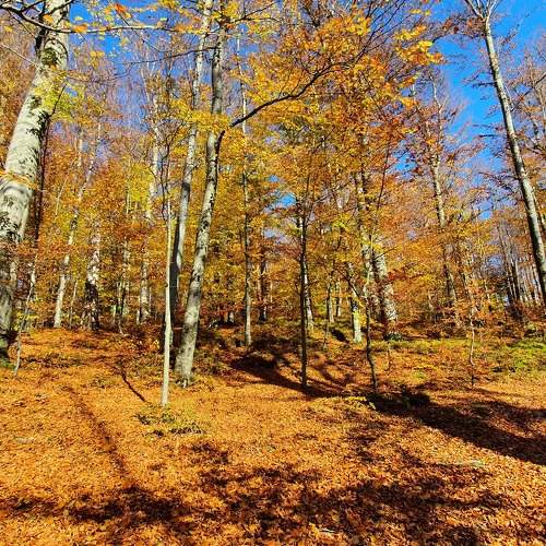 Photo #8227832