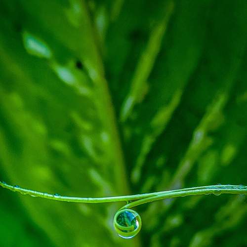 Dew drops