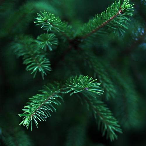 Photo #8231241
