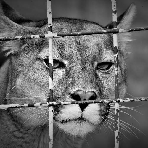 тяжело в неволе жить (hard to live in captivity )
