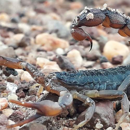 scorpion