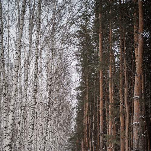 Photo #8244925