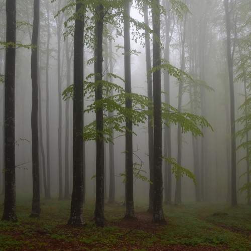 Photo #8245590