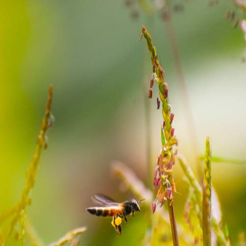 Bee