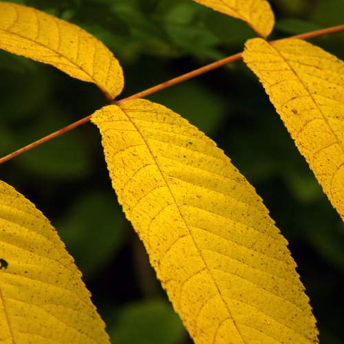 Photo #8251240