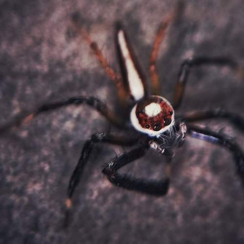 Photo #8252713