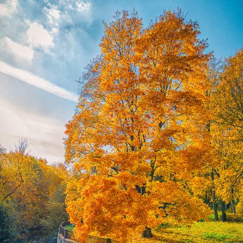 Кленовый пожар осени...