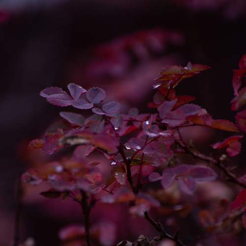 Photo #8255375
