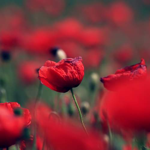 Фотография #8257344