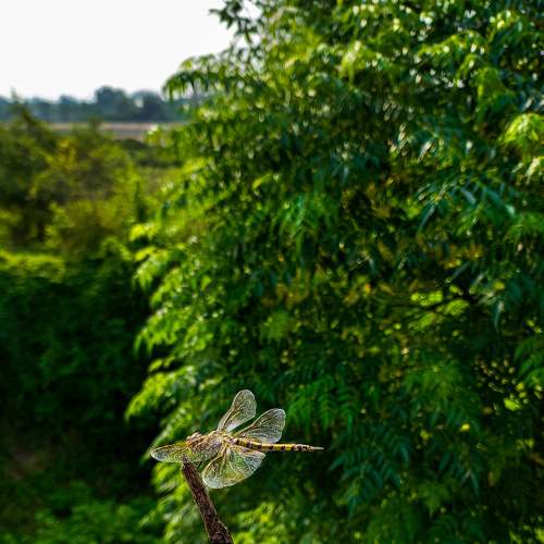 Photo #8260261
