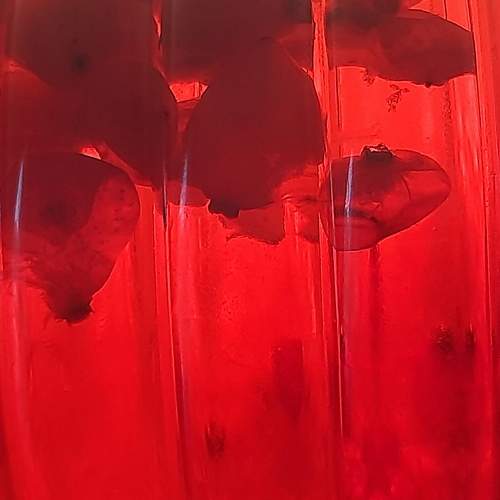 Photo #8262302