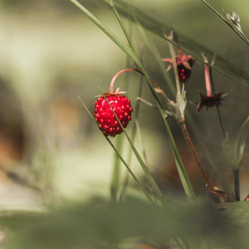 Photo #8263145