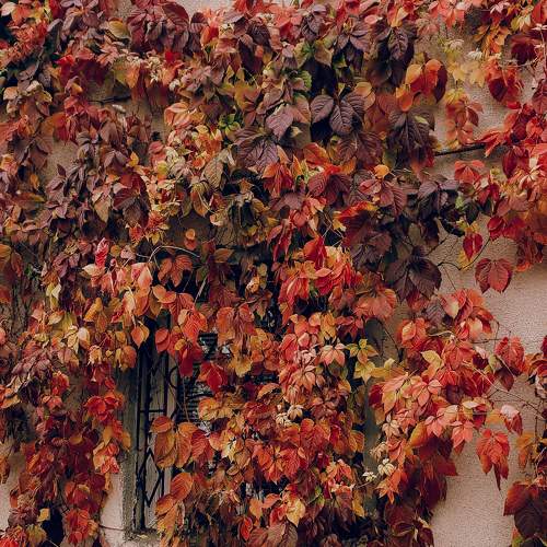 Photo #8263187