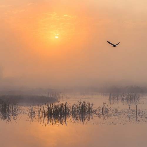 Photo #8263703