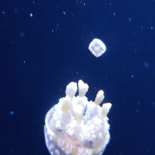 Photo #8264720