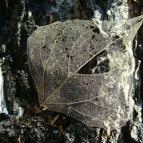 Photo #8265062
