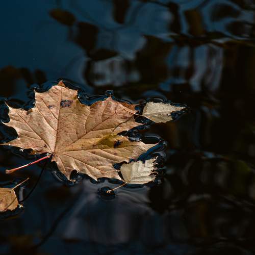 Photo #8265084