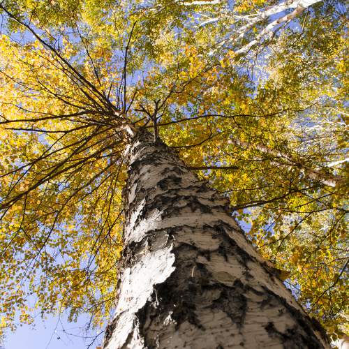Photo #8267458