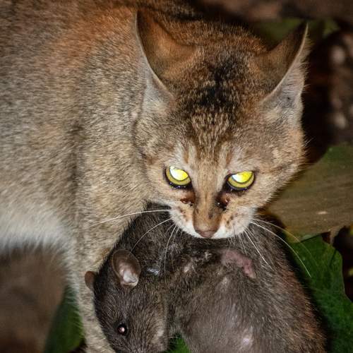 Photo #8269360