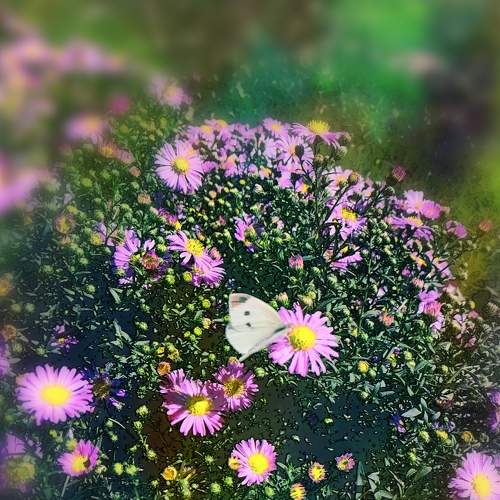 Photo #8270271