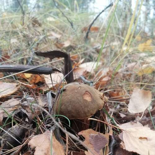 Photo #8275400