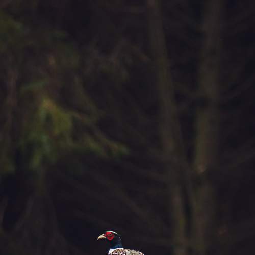 Photo #8275868