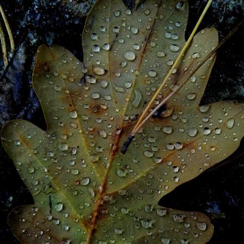 Photo #8277961