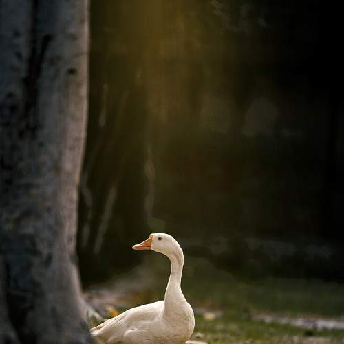 Photo #8280314