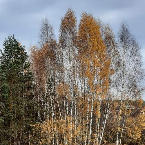 "Сестрицы"