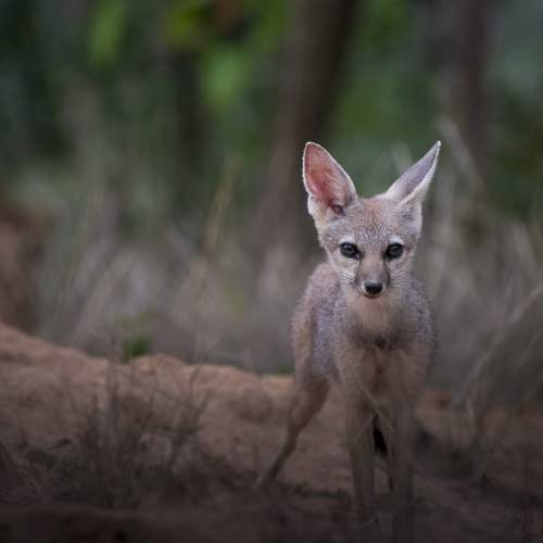 Bengal Fox
