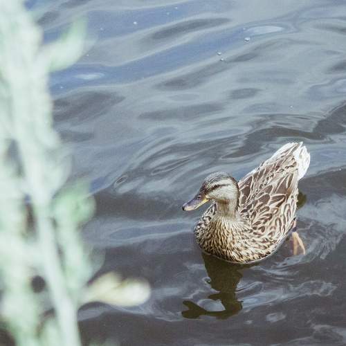 Photo #8282359